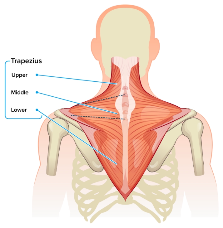 Muscle diagram of the back